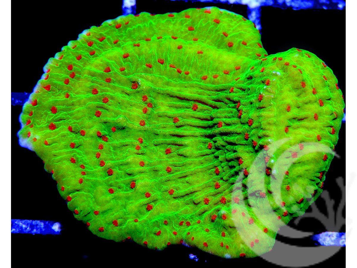 Season's Greetings Plating Montipora