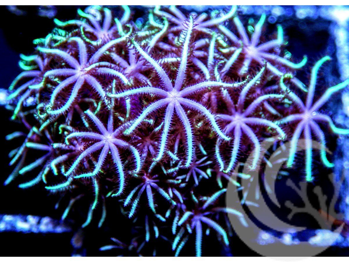 Bicolor Star Polyps