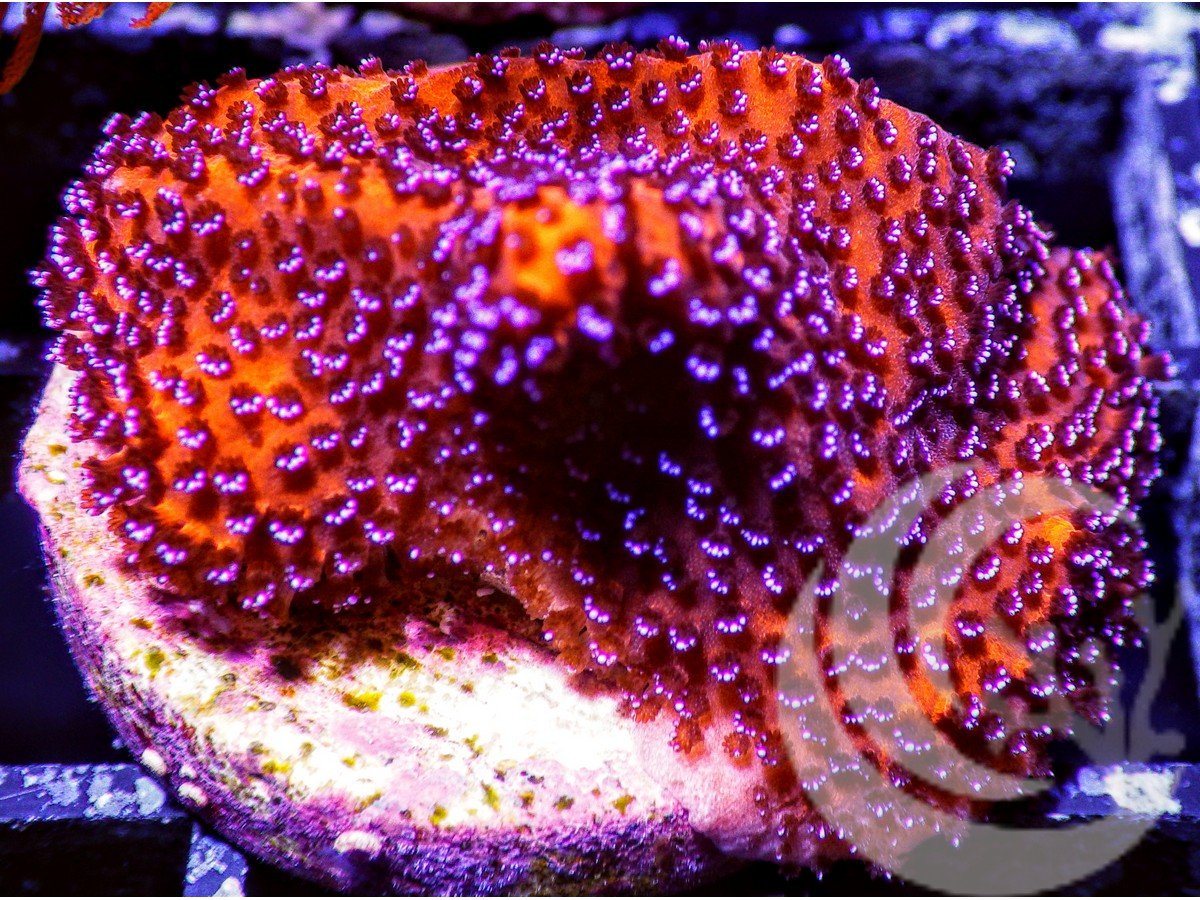 Mystic Grape Montipora