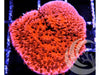 Blood Pool Plating Montipora