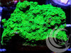 Electric Wall Montipora