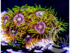 Eggplant Zoanthids