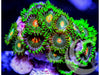 Green Bay Packers Zoanthids