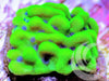 Blue Sprinkles Encrusting Montipora