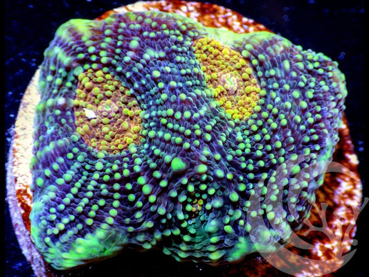 Dragons Eye Acan echinata