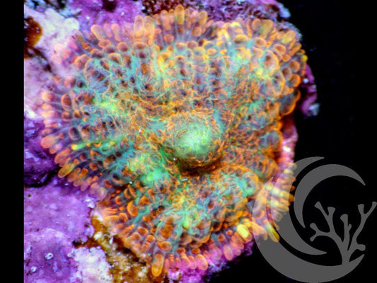 Orange Rainbow Rhodactis Mushroom