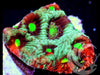 Rainbow War Coral Favites