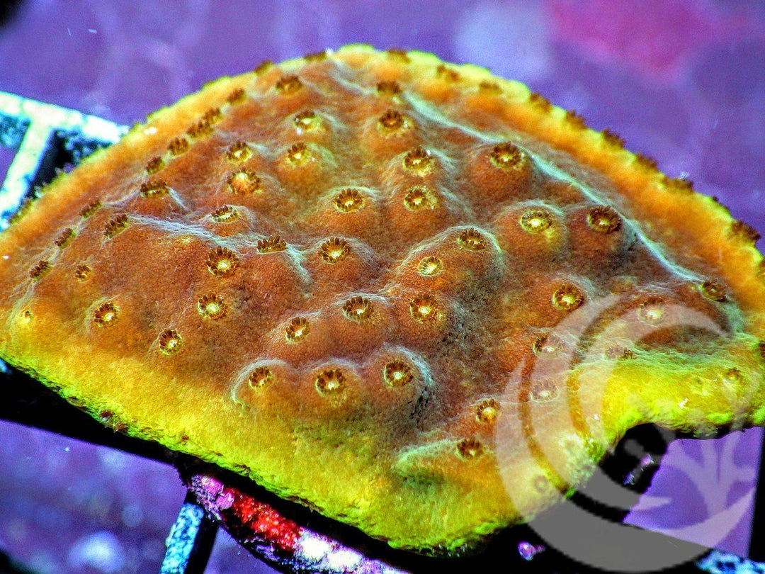 Scrolling Yellow Turbinaria