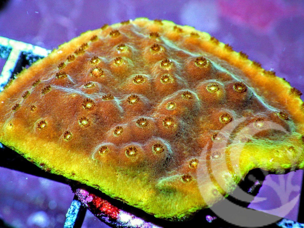 Scrolling Yellow Turbinaria