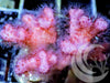 Cotton Candy Pocillopora damicornis