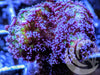 Purple Polyp Stylophora