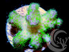 Violet Tip Lime Pocillopora damicornis