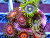 Combo Zoanthids