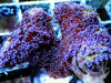 Purple Polyp Stylophora