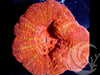 Orange Red  Acan Bowerbanki