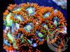 Painted Palau Zoanthids