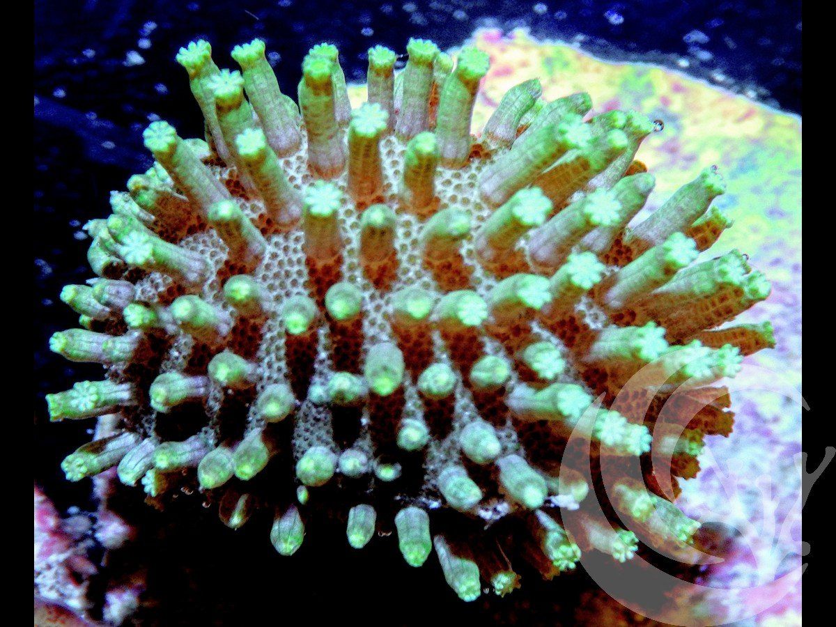 Long Polyp Lime Toadstool Leather