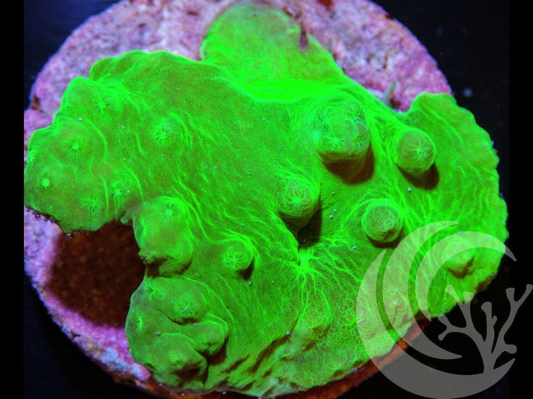Neon Green Cabbage Leather