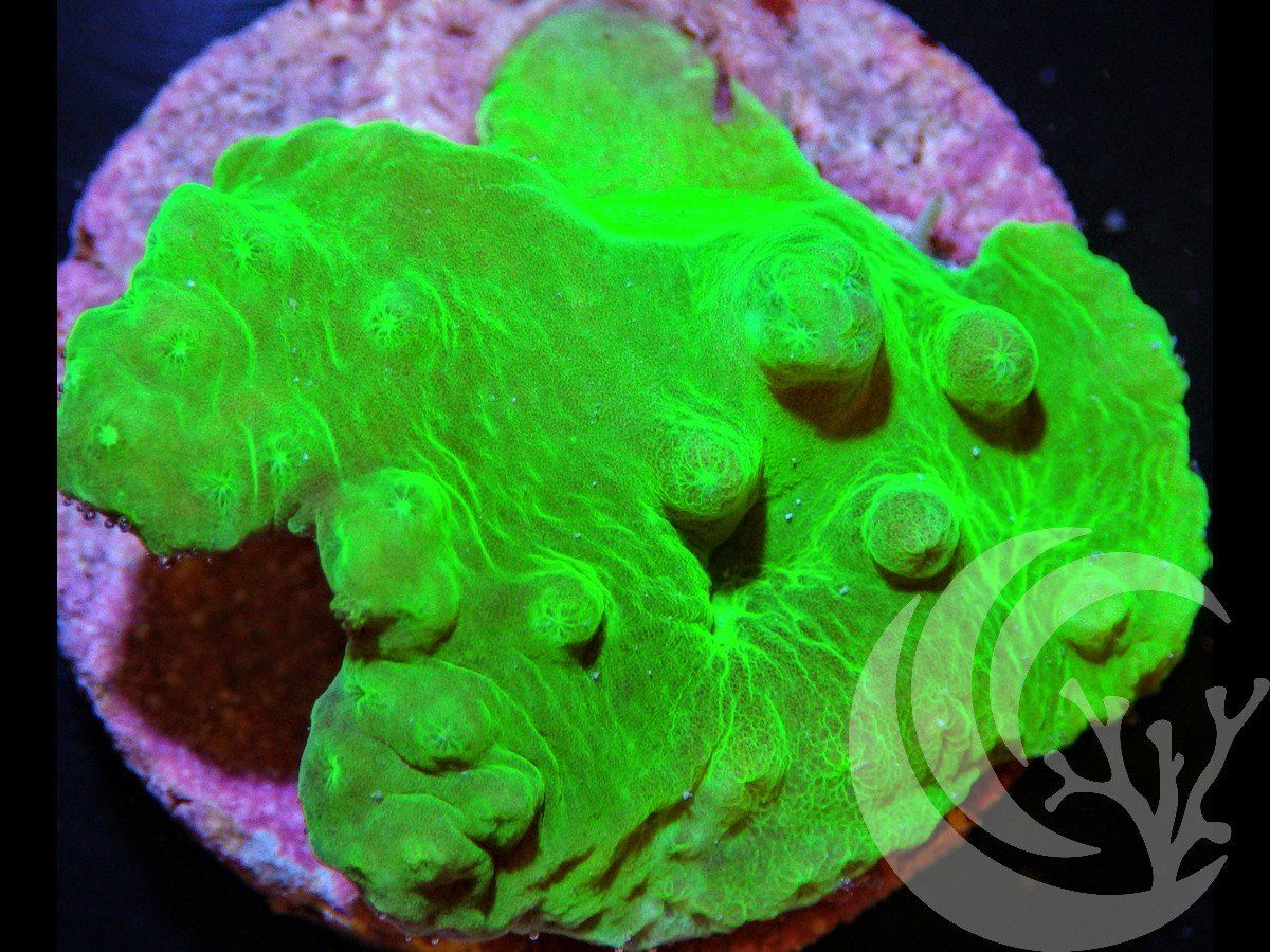 Neon Green Cabbage Leather