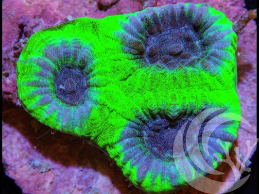 Purple People Eater Favia