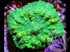 Leprechaun's Gold Rhodactis Mushroom