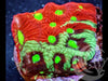 Two Faced Rainbow War Coral Favites