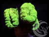 Radioactive Kryptonite Caulastrea