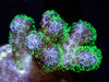 Emerald Polyp Pocillopora damicornis