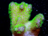 Violet Tip Neon Green Polyp Stylophora