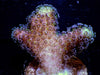 Purple Polyp Stylophora