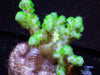 Electric Polyp Pocillopora damicornis