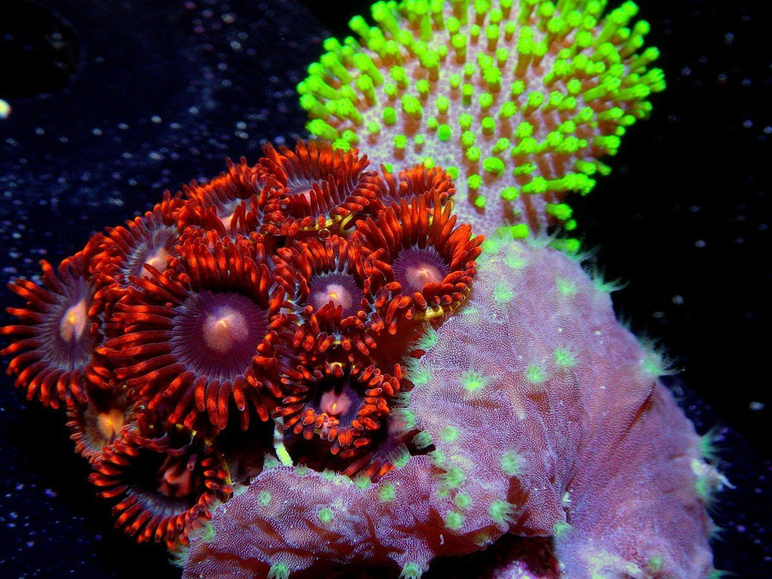 Combo Leather/Zoa Trio
