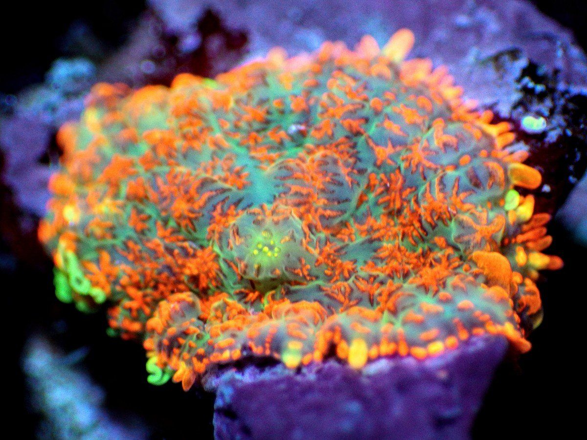Superman Rhodactis Mushroom