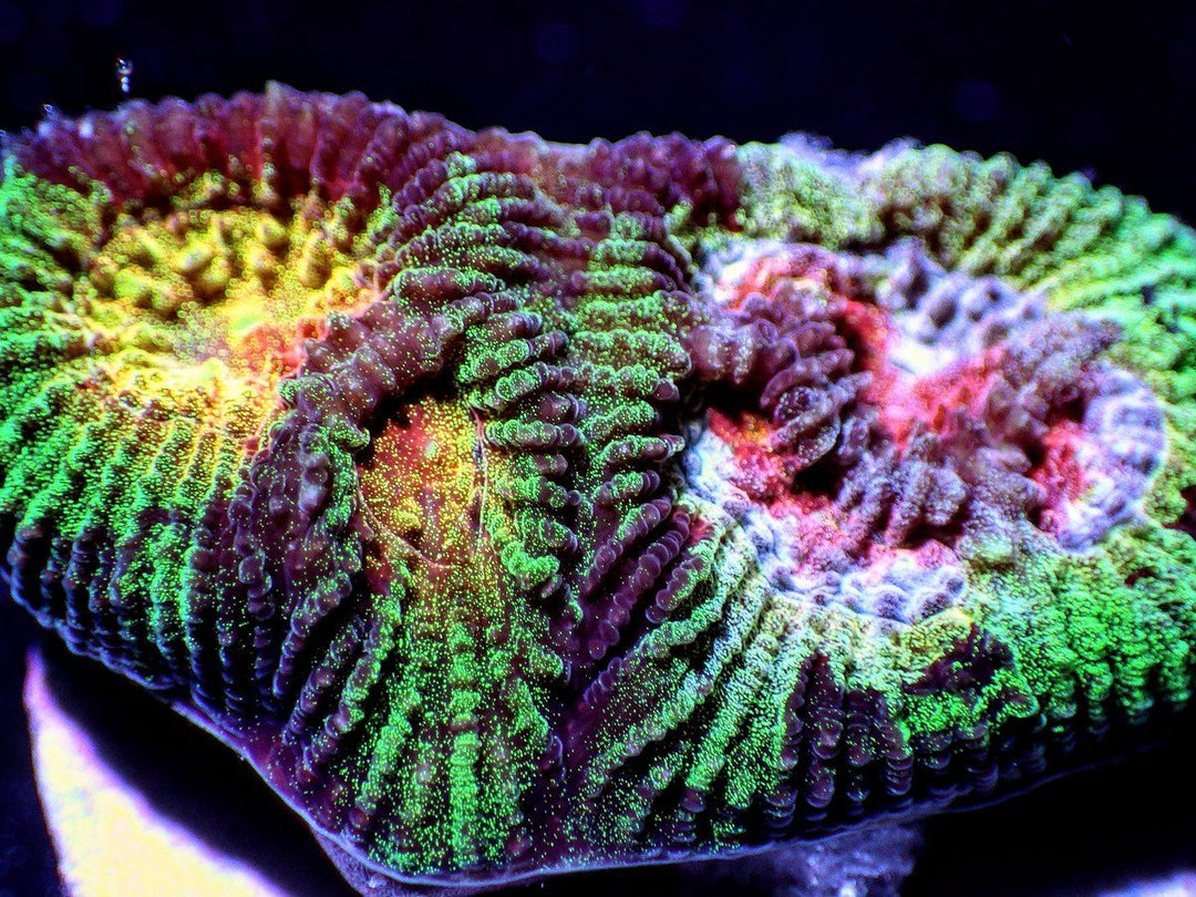 Psychedelic  Favia