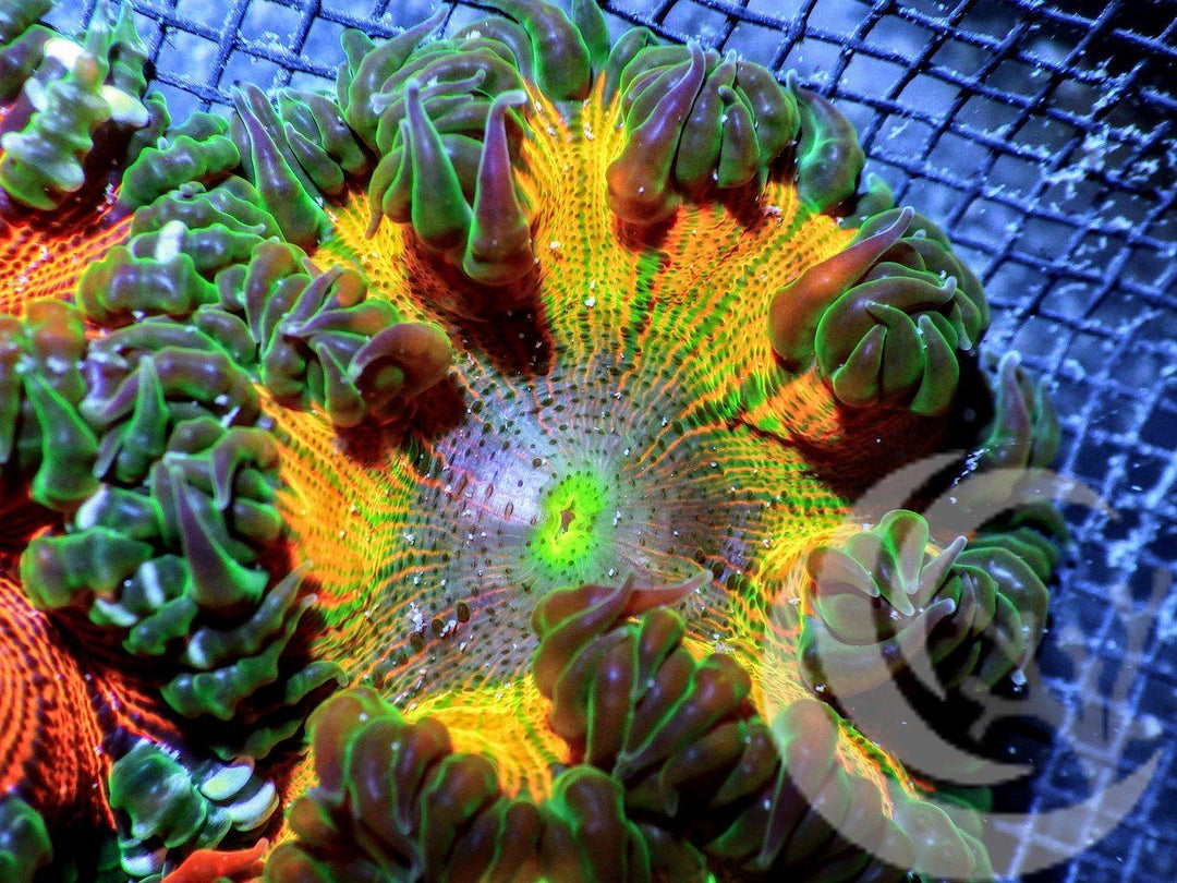 Tangerine Twister Rock Anemone