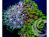 Double Combo Star Polyps