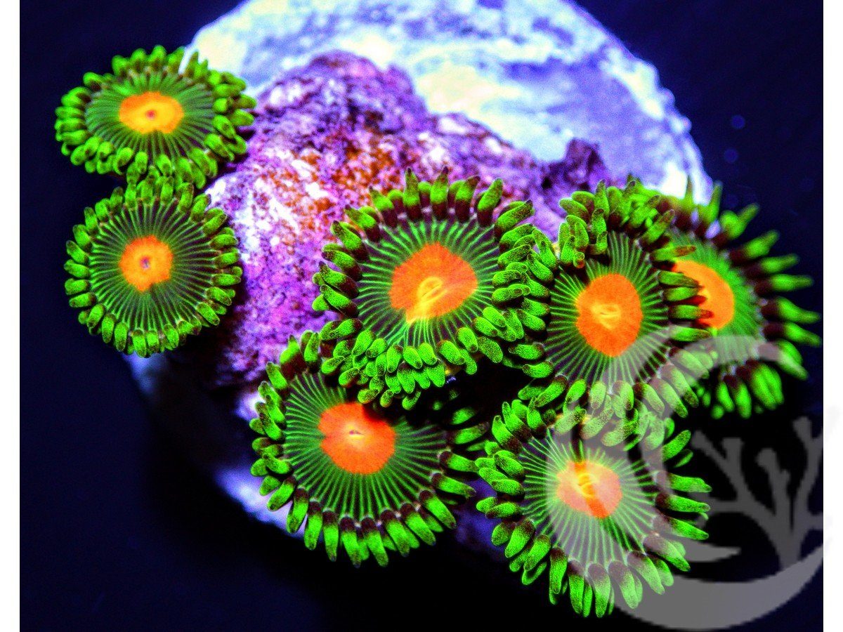 Green Bay Packers Zoanthids