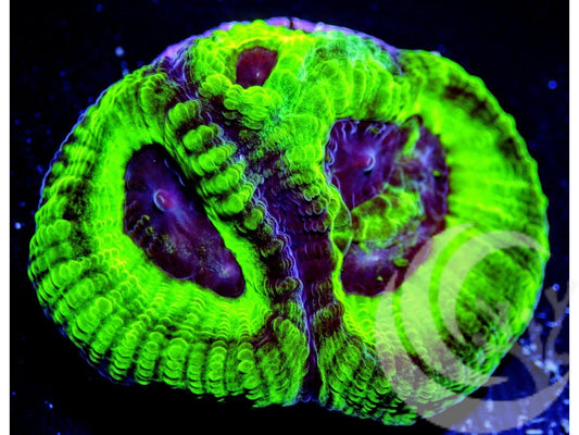 Alien Screamer Favia
