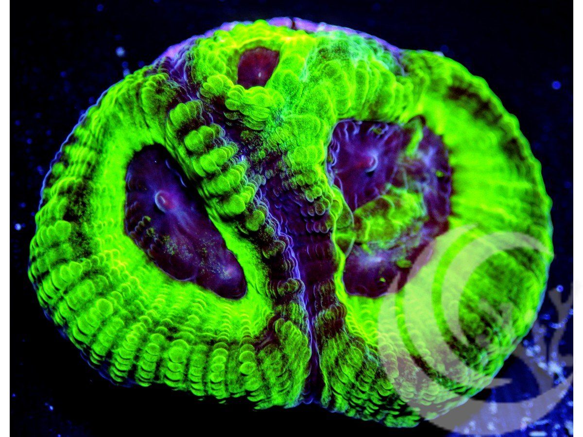 Alien Screamer Favia