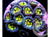 Lemon Cats Eye Zoanthids