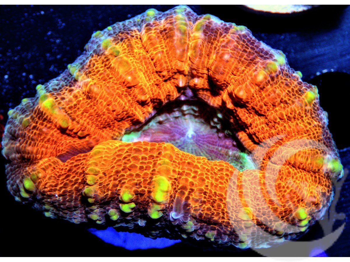 Ultra Branching Lobophyllia