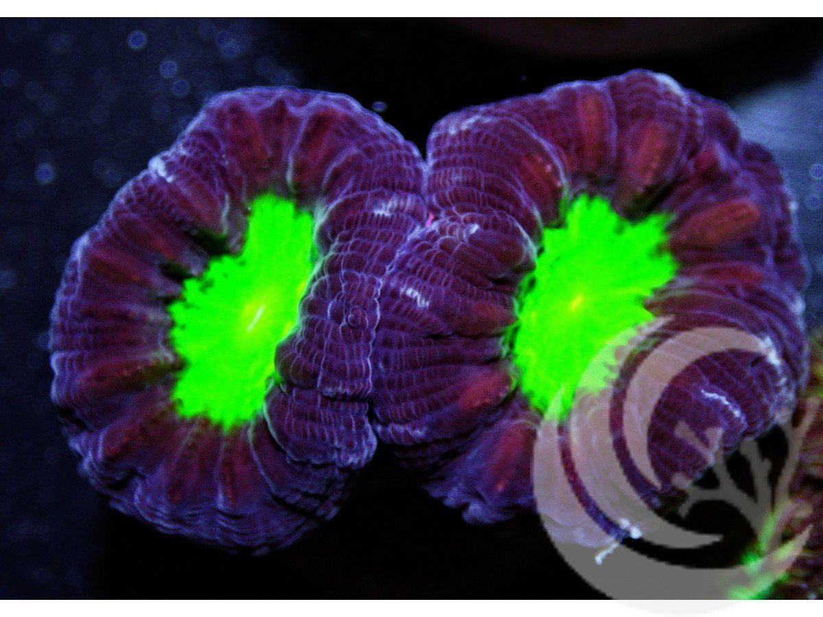 Green Center Candy Cane Caulastrea