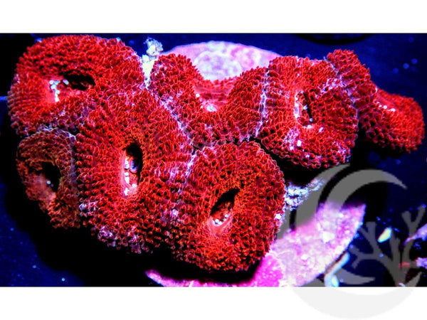 Red Devil Acan lordhowensis - Pacific East Aquaculture