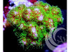 Emerald Polyp Pocillopora damicornis