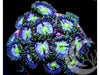 Rainbow Acan lordhowensis