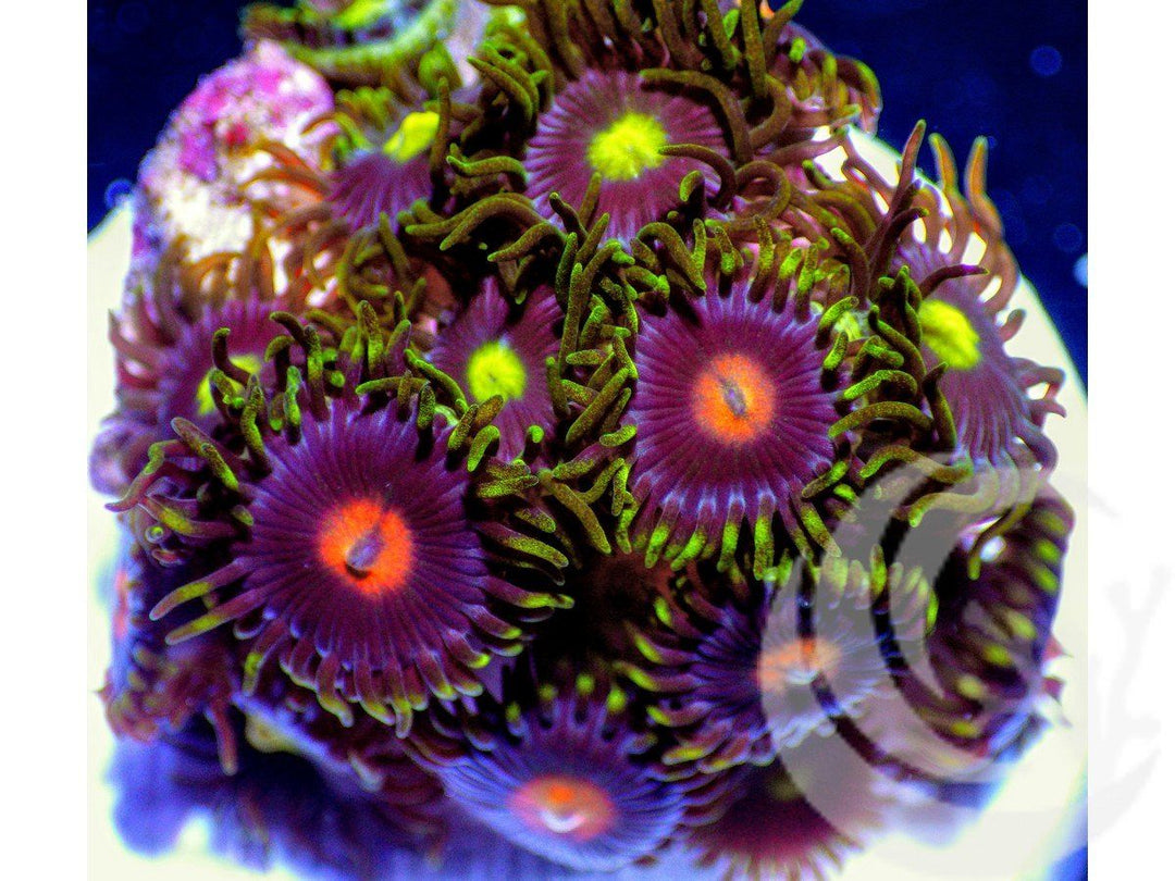 Dippin Dots Zoanthids