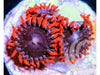 Red Skirt Zoanthids