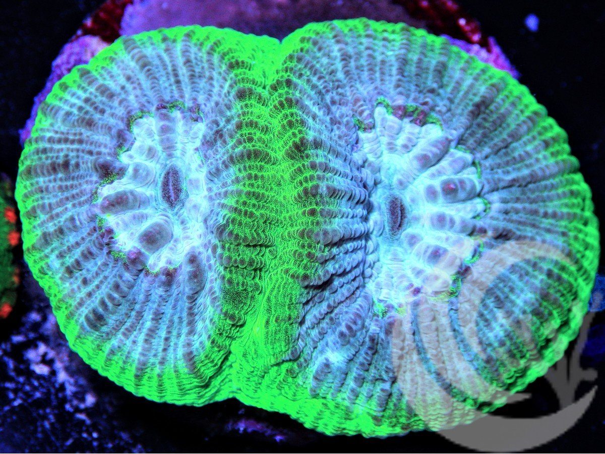 Bicolor Goniastrea