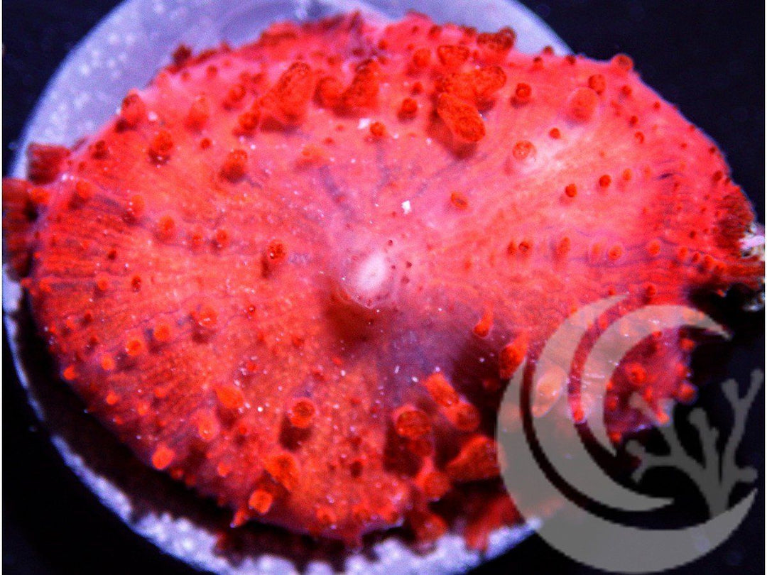 Firestorm Mushroom