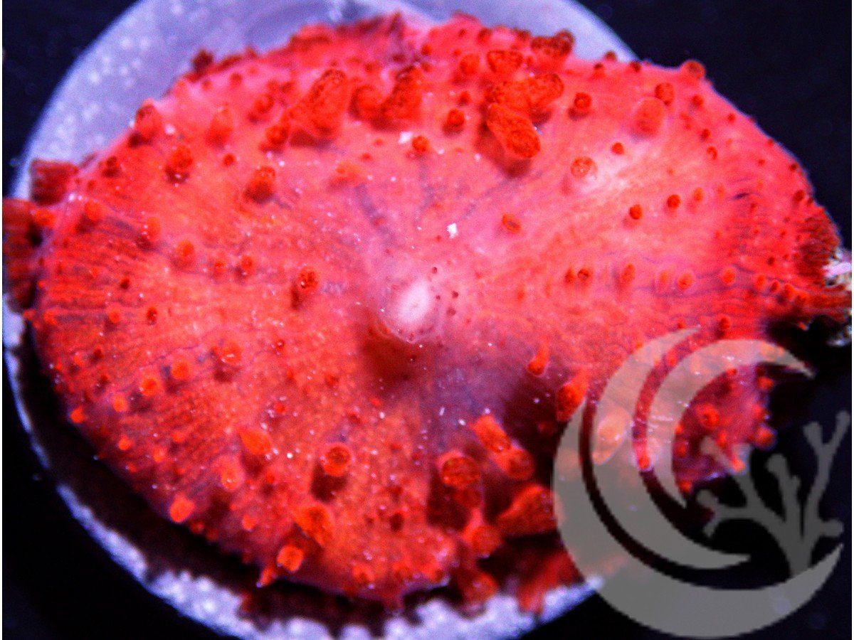 Firestorm Mushroom